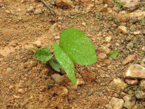 Saplings for Elephant Fodder Plants