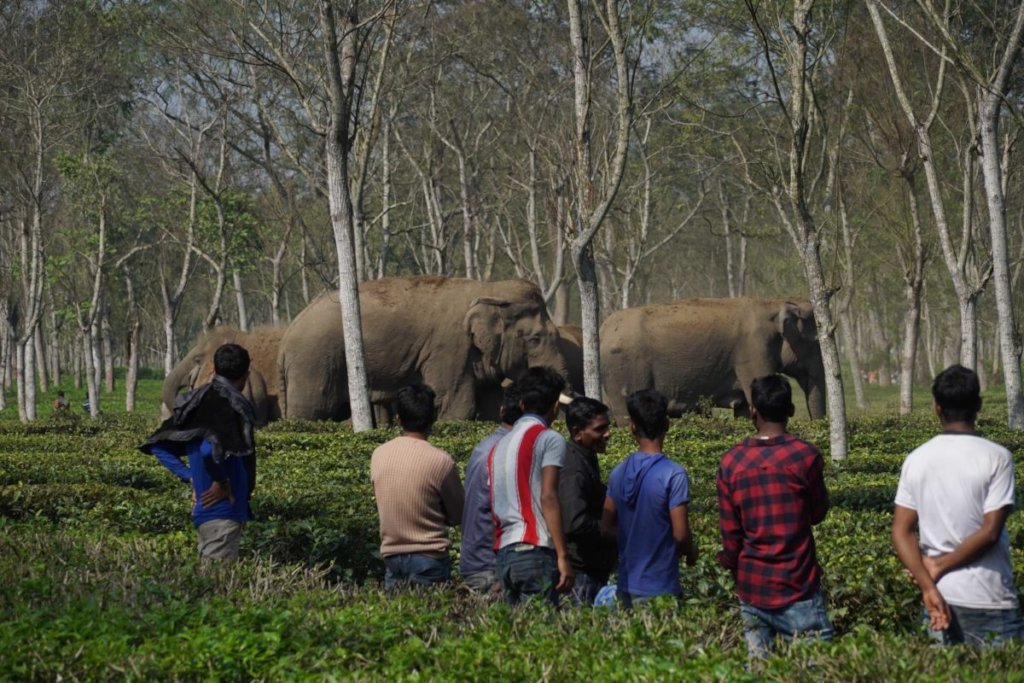 Saving 500 Elephants from Electrocution
