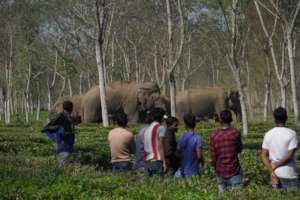 A herd of Elephants near Jalpaiguri teaplantations
