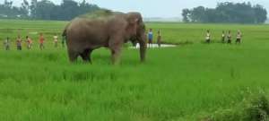 A tuskless bull elephant surrounded by youth