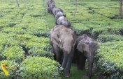 Saving 500 Elephants from Electrocution
