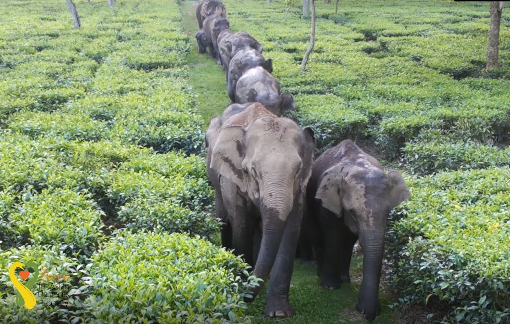 Saving 500 Elephants from Electrocution