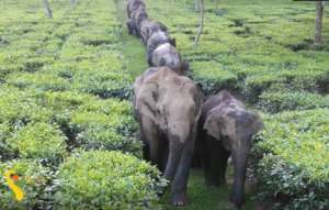 Saving 500 Elephants from Electrocution