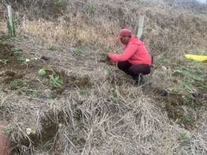 El Nino mitigation