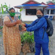 Distributing fruit tree saplings