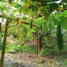 Using any available space for a kitchen garden!