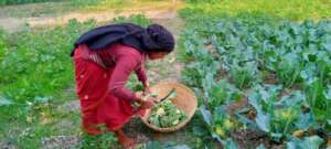 Harvesting cauliflower to sell at market