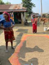 Flood-damaged rice must be washed and dried