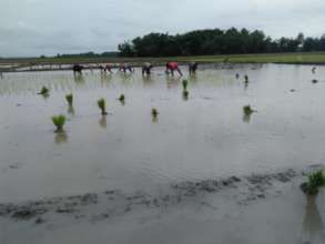 Working in the rice fields