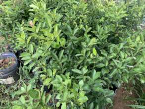 Growing high-valued crops