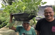 Seedlings and Organic Fertilizer for Food Supply