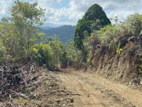 Growing trees in a new village