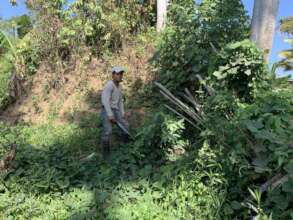 Growing high-valued trees