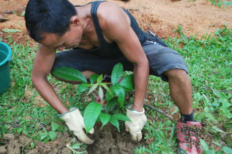 Tree Growing for Food and Biodiversity Improvement