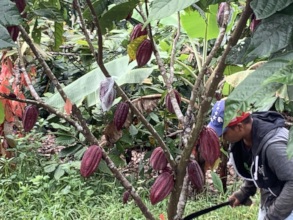 Integrating cacao
