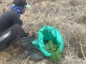 grow cash crops too