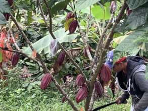 Promoting cacao as high valued crop
