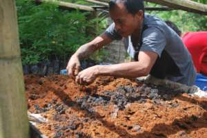 Tree nursery