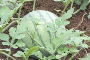 growing food