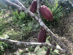 permaculture is a winner