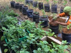 Promoting high-valued crops