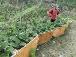 seed production