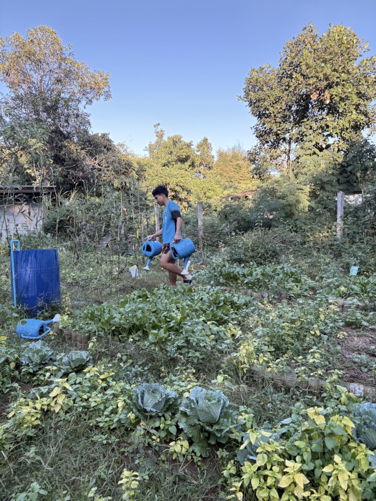 Watering the Cabbages and Kale