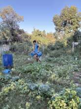 Watering the Cabbages and Kale