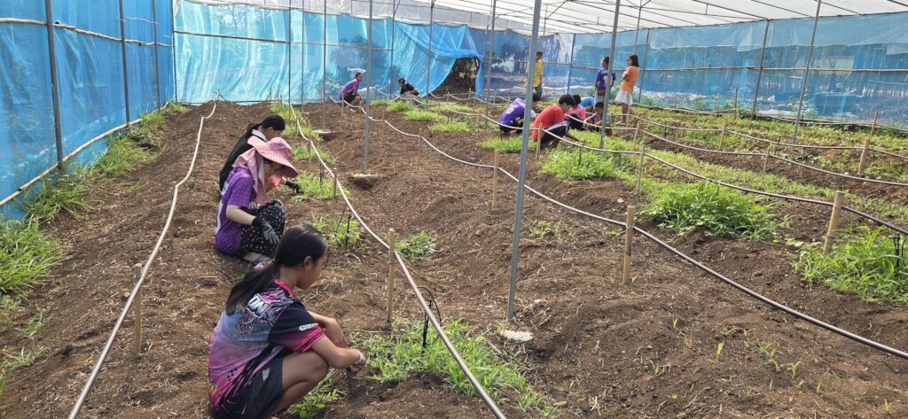 Weeding in the new greenhouse