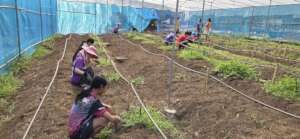 Weeding in the new greenhouse