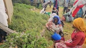 Desa'a Planting Season