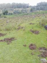 planning pit Juniperus - credits:  Asnake Atakure