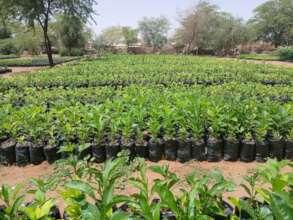 Ferlo Nursery