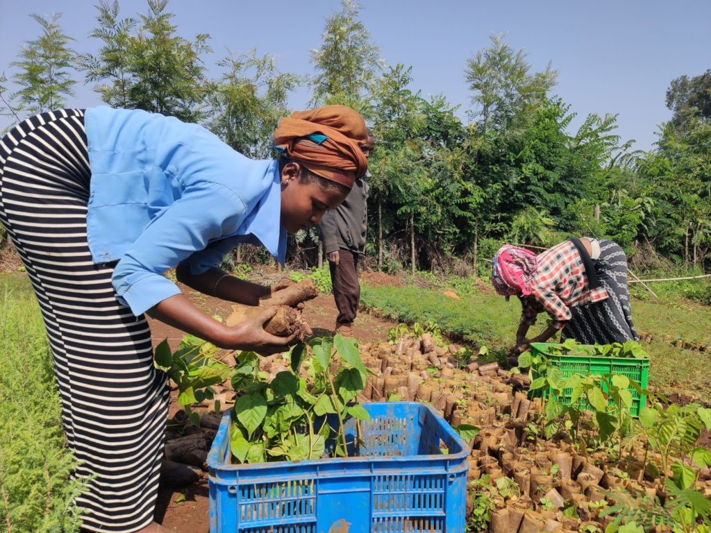 Reports on Forest landscape restoration in Northern Ethiopia GlobalGiving