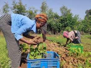 Grading seedlings in the nursery, Amhara