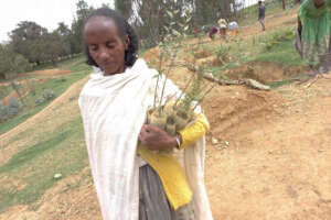 This lady is taking seedlings to plant at home