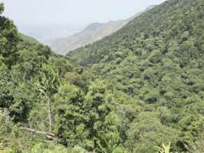 Wof Washa Forest