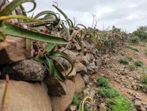 Aloe strengthens water harvesting structures