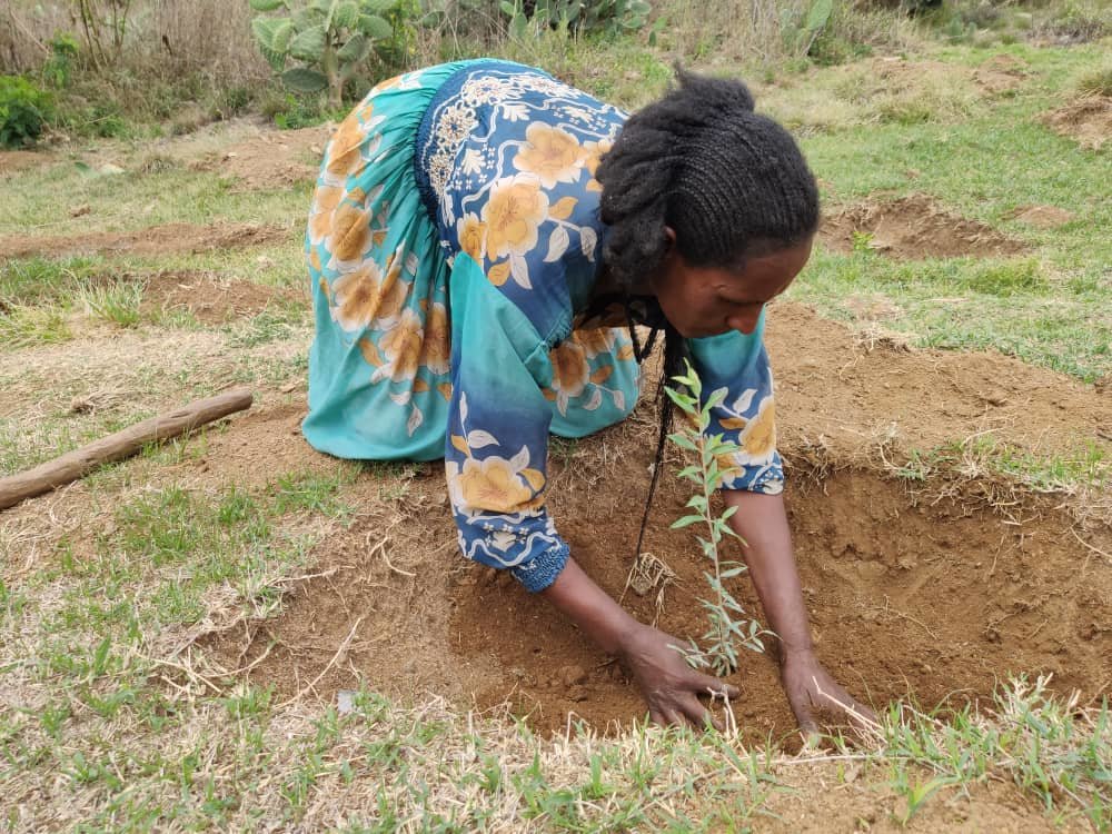 The Great Green Wall Program
