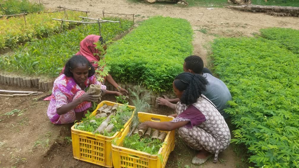 The Great Green Wall Program