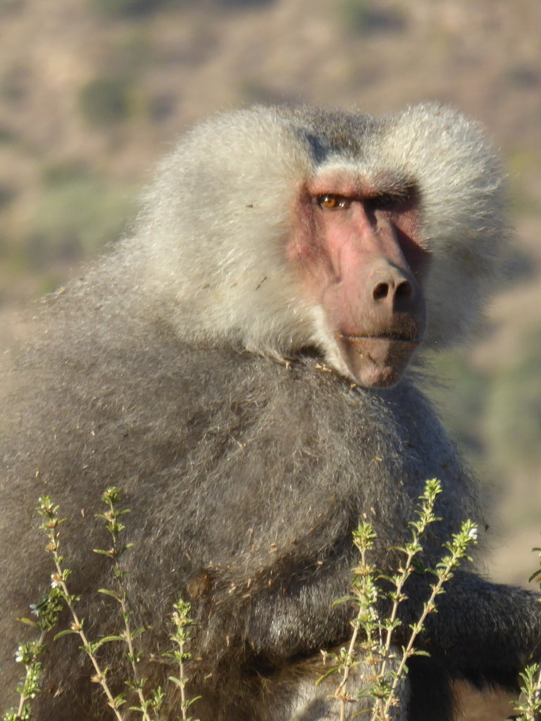 The Great Green Wall Program