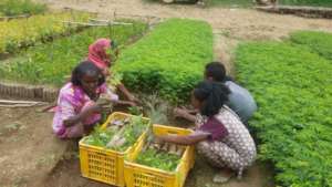 Women led tree nursery