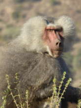 The threatened baboon
