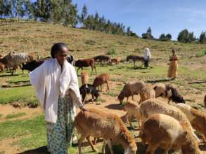 Livelihoods: training on small ruminant management