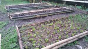 growing vegetables