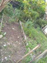 Medicinal plants