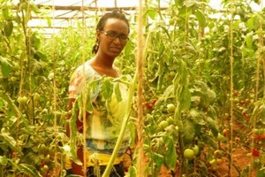 Sarah with her tomatoes