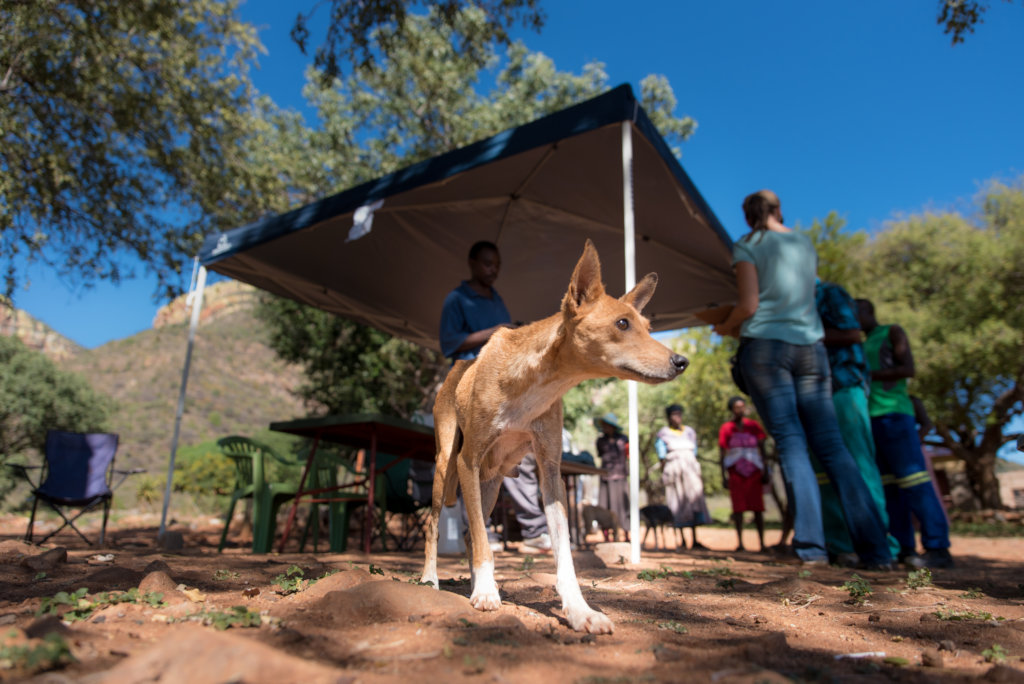 Help HALO give emergency care to animals in need