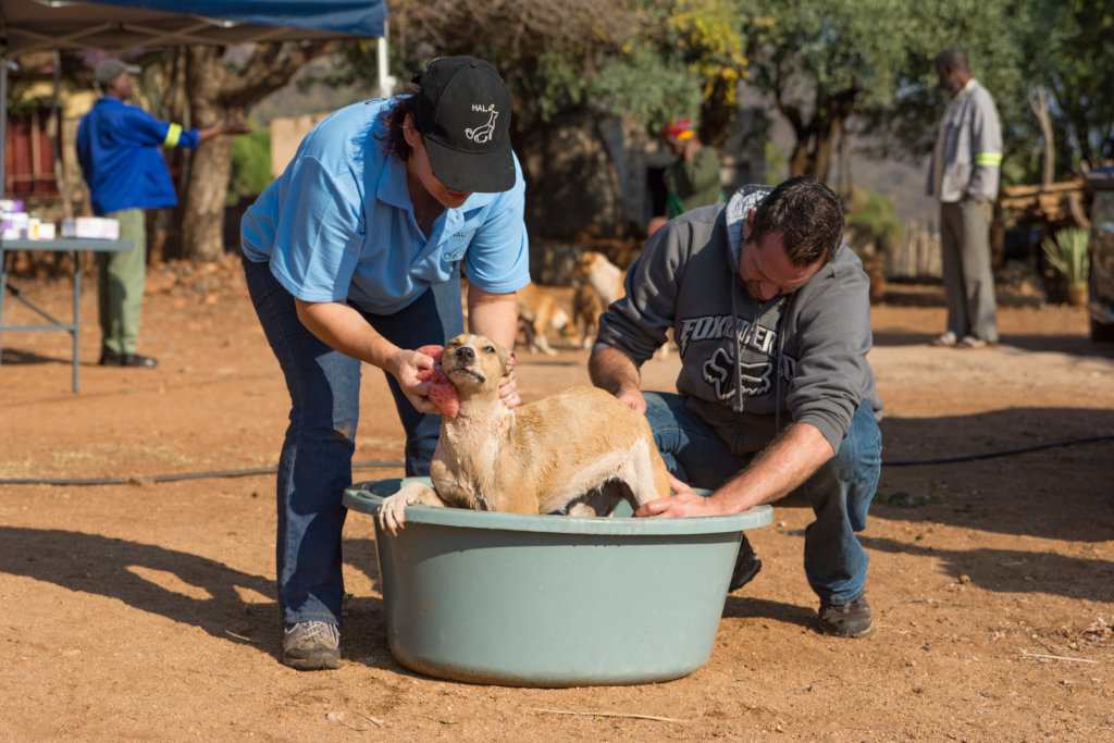 Help HALO give emergency care to animals in need