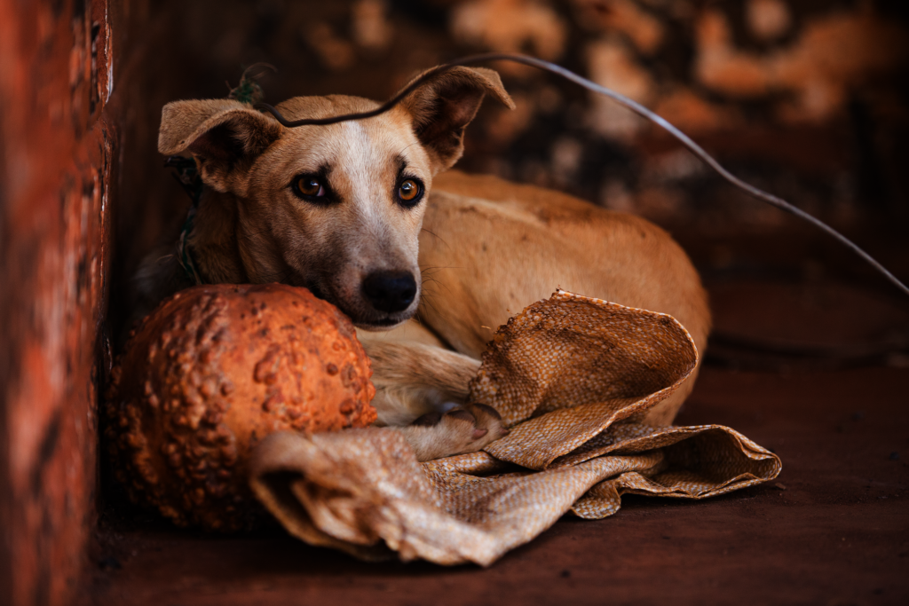 Help HALO give emergency care to animals in need
